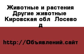 Животные и растения Другие животные. Кировская обл.,Лосево д.